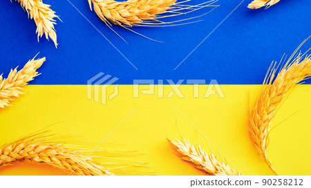 Ukrainian wheat grain symbol with rye ear isolated on blue yellow flag. Yellow blue banner background, flat lay, copy space. 90258212