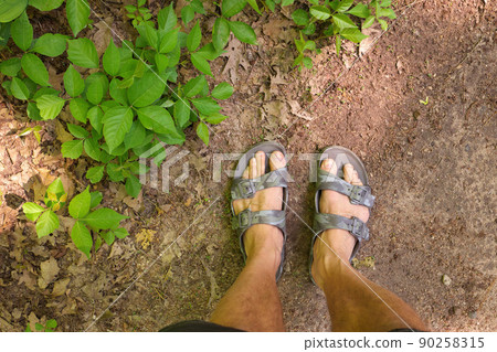Directly Above POV shot of Man's Feet in Sandals beside a Patch of Poison Ivy Plants on a Sunny Day 90258315