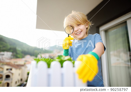 Cute preschooler boy is growing microgreens plants in a box on the balcony. Child is watching plants for magnifier on sunny summer day. Kitchen garden on your balcony. 90258797