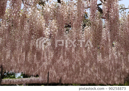 Wisteria flowers Wisteria flowers 90258873