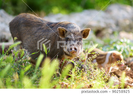 A large pig sow breed of lop-bellied with small newborn piglets on backyard of farm A large pig sow breed of lop-bellied with small newborn piglets on backyard of farm 90258925