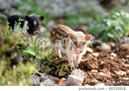 Funny little piglet breed of lop-bellied on a backyard of agricultural farm. Growing livestock is a traditional direction of agriculture. 90258926