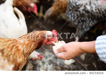 Female farmer feeding chickens from bio organic food in the farm chicken coop. Floor cage free chickens is trend of modern poultry farming. Local business. Female farmer feeding chickens from bio organic food in the farm chicken coop. Floor cage free chickens is trend of modern poultry farming. Local business. 90258928