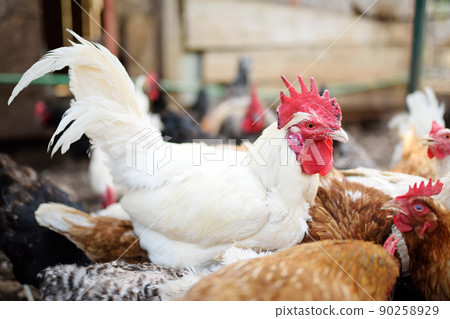 Chickens and roosters are walking in the farm coop. Floor cage free chickens is trend of modern poultry farming. Local business. Chickens and roosters are walking in the farm coop. Floor cage free chickens is trend of modern poultry farming. Local business. 90258929