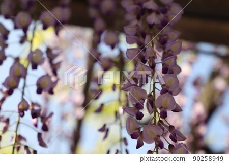 Purple wisteria 90258949