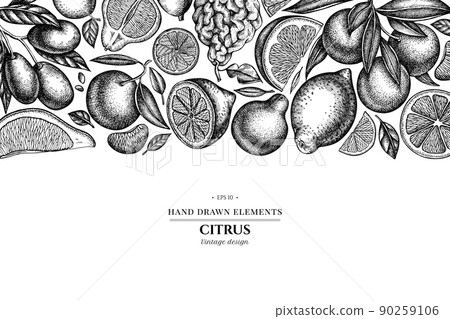 Citrus hand drawn illustration design. Background with sketch kumquat, lemon, tangelo, etc. 90259106