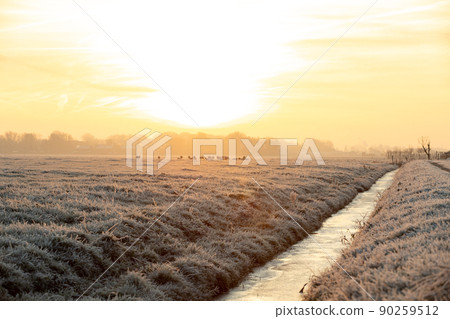 Sheep on the meadow eating grass in the herd during colorful sunrise or sunset. 90259512