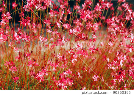 Oenothera lindheimeri, pink meadow flower field background. Oenothera lindheimeri, pink meadow flower field background. 90260395