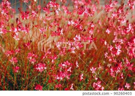 Oenothera lindheimeri, pink meadow flower field background. Oenothera lindheimeri, pink meadow flower field background. 90260403