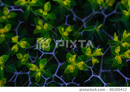 Close-up of Sarcopoterium plant in spring. Natural background. 90260412