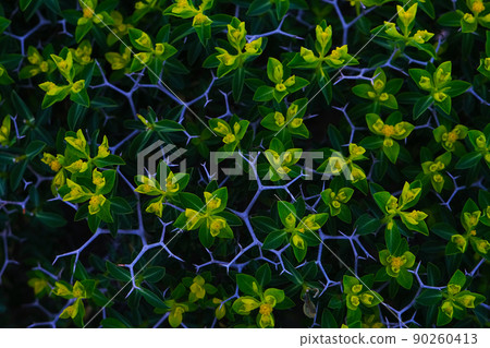 Close-up of Sarcopoterium plant in spring. Natural background. 90260413