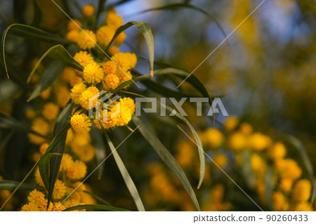 Beautiful yellow spring blossom of Acacia saligna. 90260433