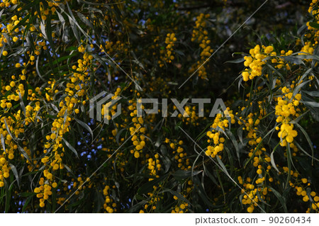 Beautiful yellow spring blossom of Acacia saligna. Beautiful yellow spring blossom of Acacia saligna. 90260434