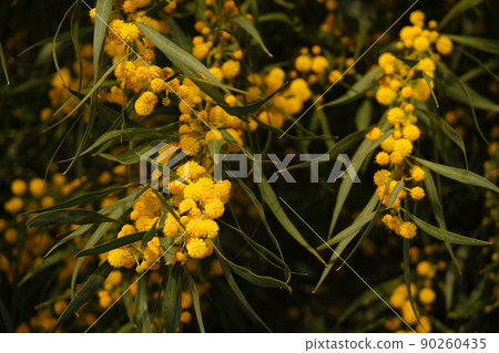 Beautiful yellow spring blossom of Acacia saligna. Beautiful yellow spring blossom of Acacia saligna. 90260435