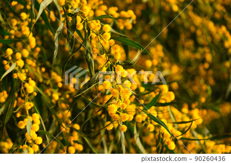 Beautiful yellow spring blossom of Acacia saligna. Beautiful yellow spring blossom of Acacia saligna. 90260436