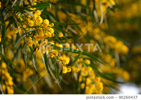 Beautiful yellow spring blossom of Acacia saligna. Beautiful yellow spring blossom of Acacia saligna. 90260437