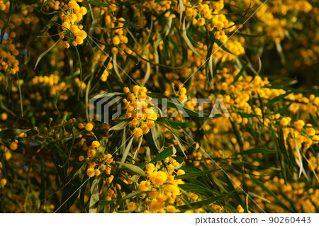 Beautiful yellow spring blossom of Acacia saligna. Beautiful yellow spring blossom of Acacia saligna. 90260443