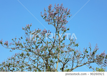 福島縣只見町，梧桐樹上的嫩葉和花朵在藍天中閃耀 90260921