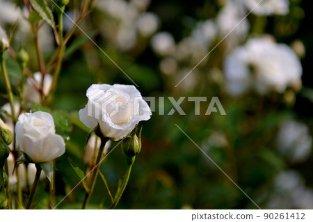 Roses after the rain in Yoyogi Park, Tokyo 90261412