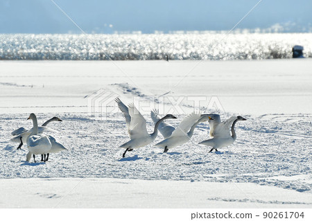 Swan in Lake Inawashiro 90261704