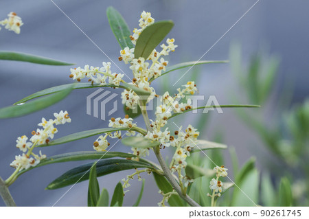 Olive flowers 90261745