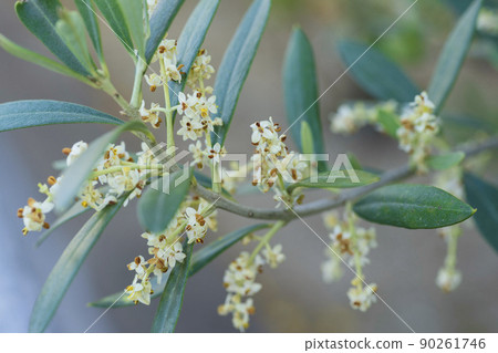 Olive flowers 90261746