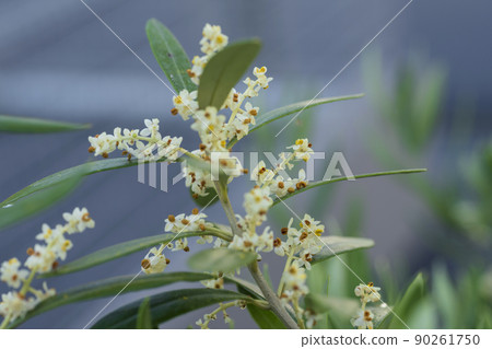 橄欖花 90261750