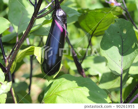 茄子的果實 茄子的果實 90261955