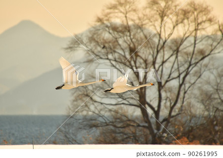Swan in Lake Inawashiro Swan in Lake Inawashiro 90261995