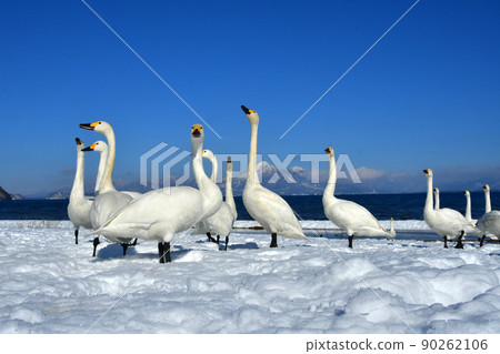 在豬苗代湖的天鵝 90262106