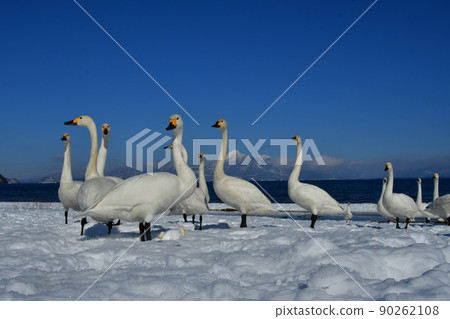 Swan in Lake Inawashiro 90262108
