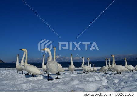 在豬苗代湖的天鵝 在豬苗代湖的天鵝 90262109