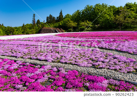 新潟縣魚沼市根古屋花綠雪村苔蘚福祿考 新潟縣魚沼市根古屋花綠雪村苔蘚福祿考 90262423
