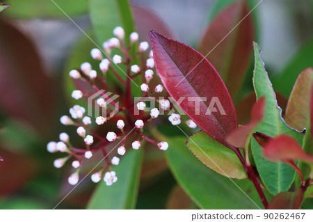 Flowers preferred for gardening Flowers preferred for gardening 90262467