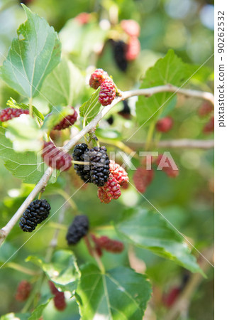 Fruit-bearing mulberry tree Fruit-bearing mulberry tree 90262532