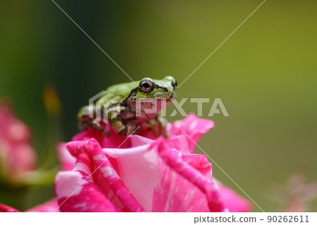 Tree frog on a rose 90262611