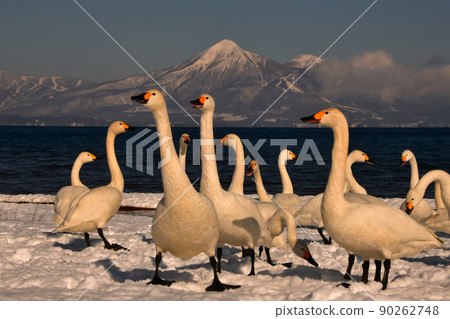 Swan in Lake Inawashiro Swan in Lake Inawashiro 90262748
