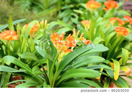 Kunsiran flowers 90263050