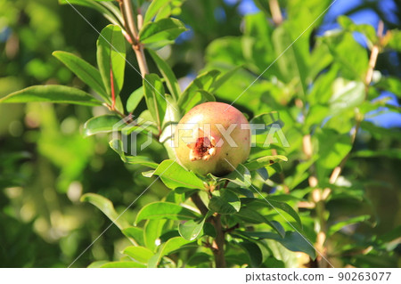 Characteristic shape of unripe "pomegranate" fruit Characteristic shape of unripe "pomegranate" fruit 90263077