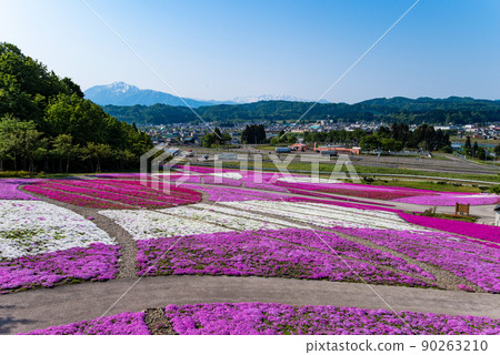 Uonuma City, Niigata Prefecture, Negoya Flower, Greenery and Snow Village Moss Phlox 90263210