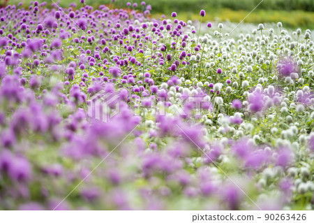 Senior grass 90263426