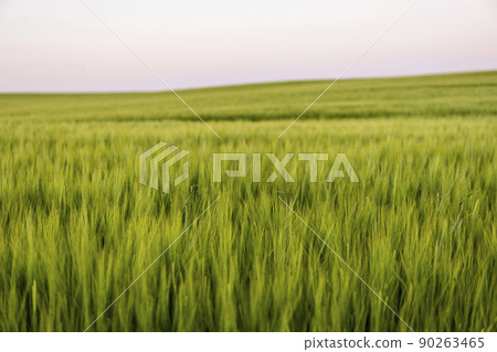 Landscape of fresh young unripe juicy spikelets of barley. Agricultural process. Agriculture. Landscape of fresh young unripe juicy spikelets of barley. Agricultural process. Agriculture. 90263465