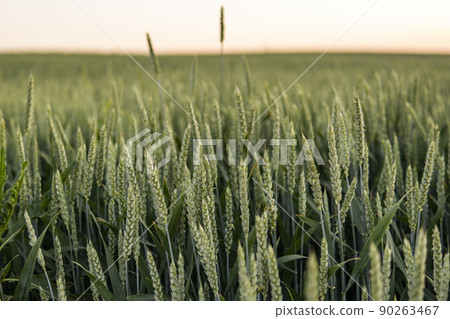 Young green wheat spikelet with a agricultural field on background. Unripe cereals. The concept of agriculture, organic food. Wheat sprout growing in soil. 90263467