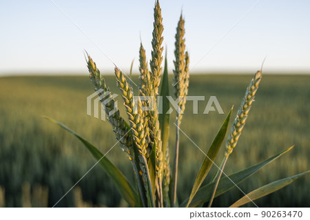 Juicy fresh ears of young green wheat on nature in spring summer field close-up. Ripening ears of wheat field. Green Wheat field. Juicy fresh ears of young green wheat on nature in spring summer field close-up. Ripening ears of wheat field. Green Wheat field. 90263470