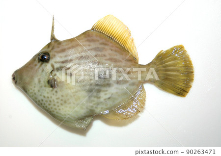 I took a picture of the fish I caught with a white background I took a picture of the fish I caught with a white background 90263471