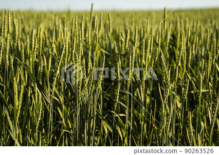 Close up ears of young green wheat growing in the field. Agriculture. 90263526