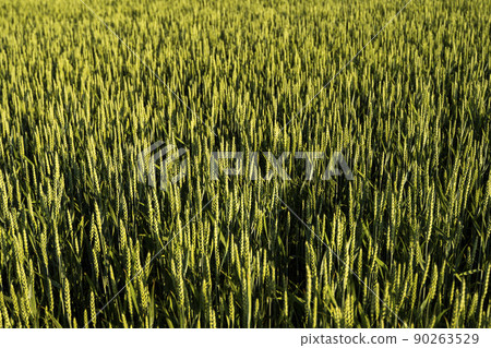 Young green wheat growing in agricultural field. Wheat sprout growing in soil. Close up on sprouting wheat. Young green wheat growing in agricultural field. Wheat sprout growing in soil. Close up on sprouting wheat. 90263529
