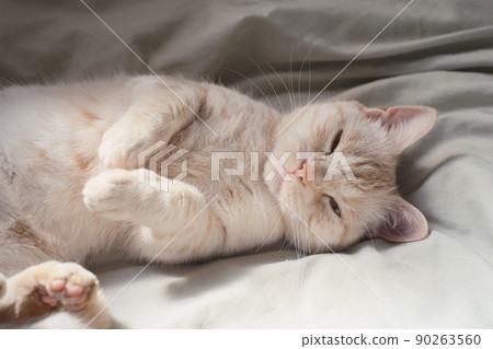 Cat everyday 90263560