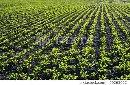 Sugar beet cultivation. Rows of young sugar beets in converging long lines growing in fertilized soil. 90263622