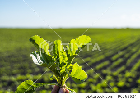 Closeup of young sugar beet plants in converging long lines growing in the recently cultivated soil on a farm. Agricultural field. 90263624